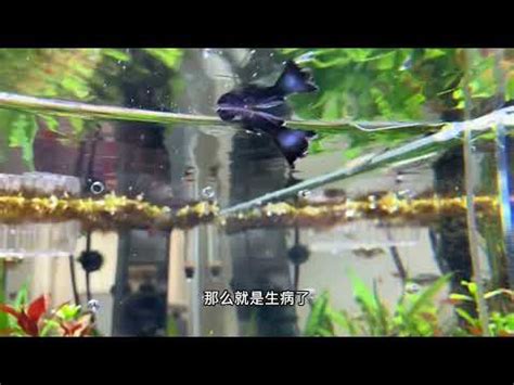 魚死掉怎麼處理|[閒聊] 愛魚死後怎麼處理？